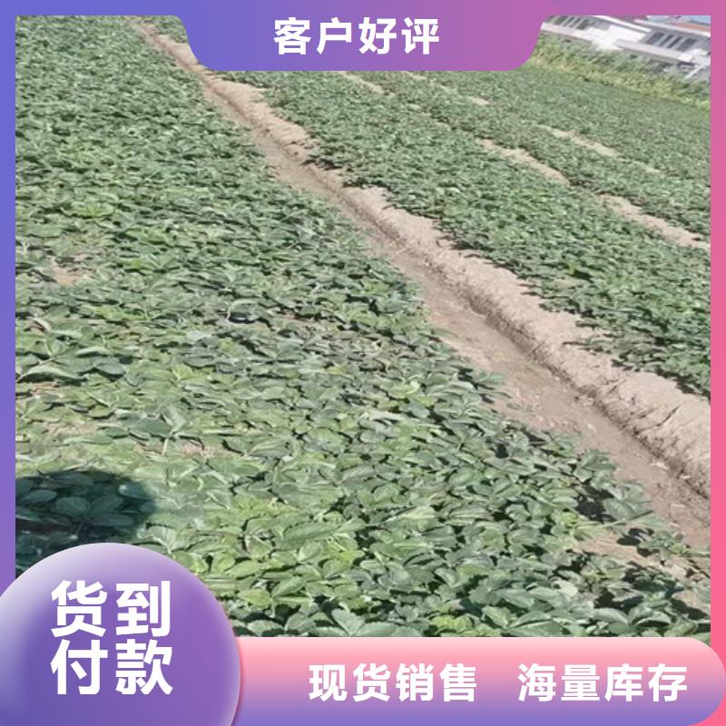 草莓苗葡萄苗从源头保证品质