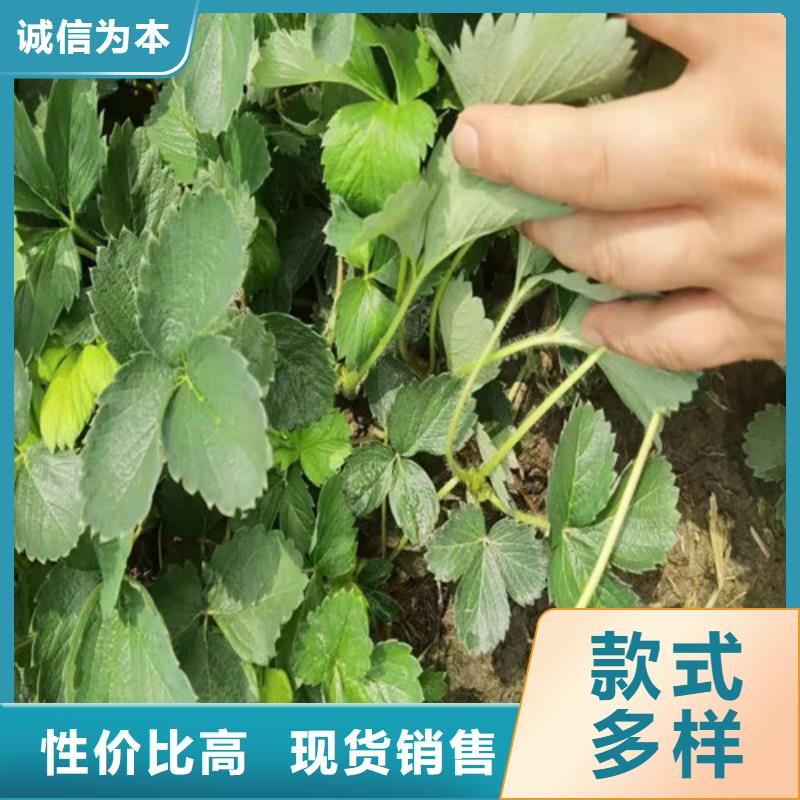 【草莓苗】板栗苗选择我们选择放心