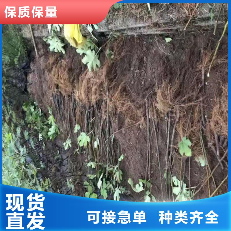 无花果,核桃苗应用范围广泛