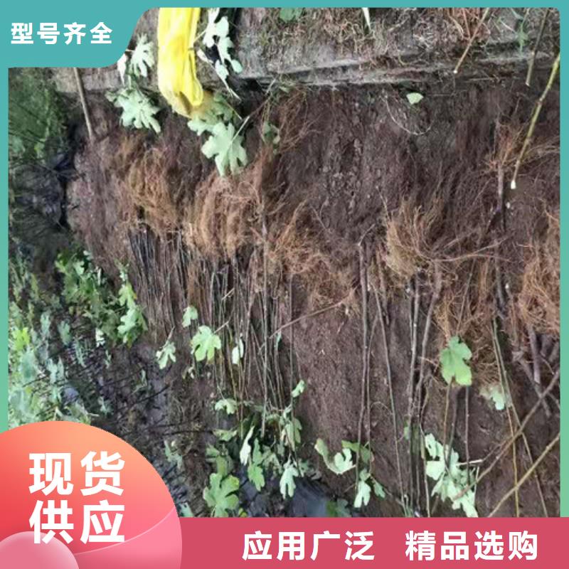 无花果,樱桃树苗有实力有经验