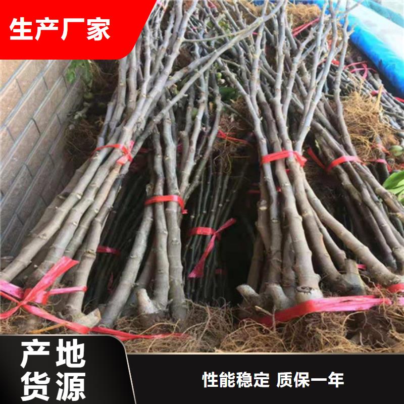 无花果无花果苗当地厂家值得信赖