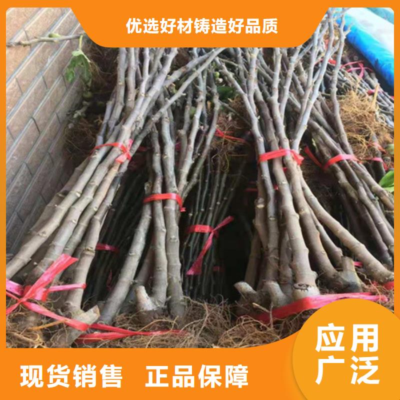 无花果苹果苗品质卓越