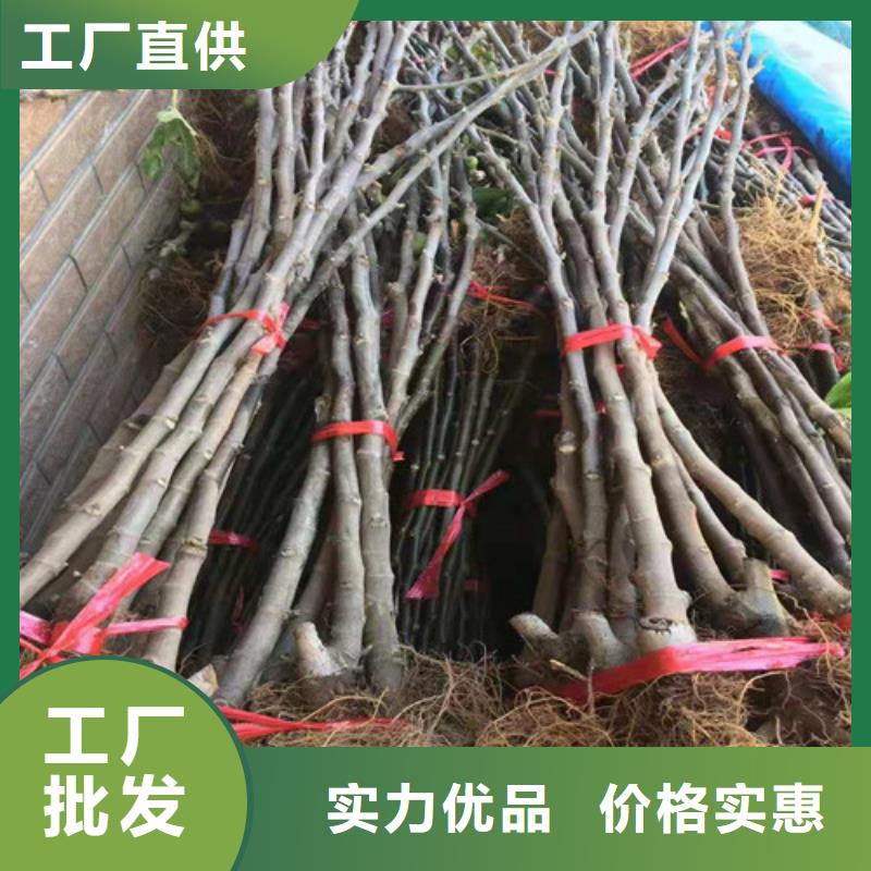 【无花果】红颜草莓苗主推产品