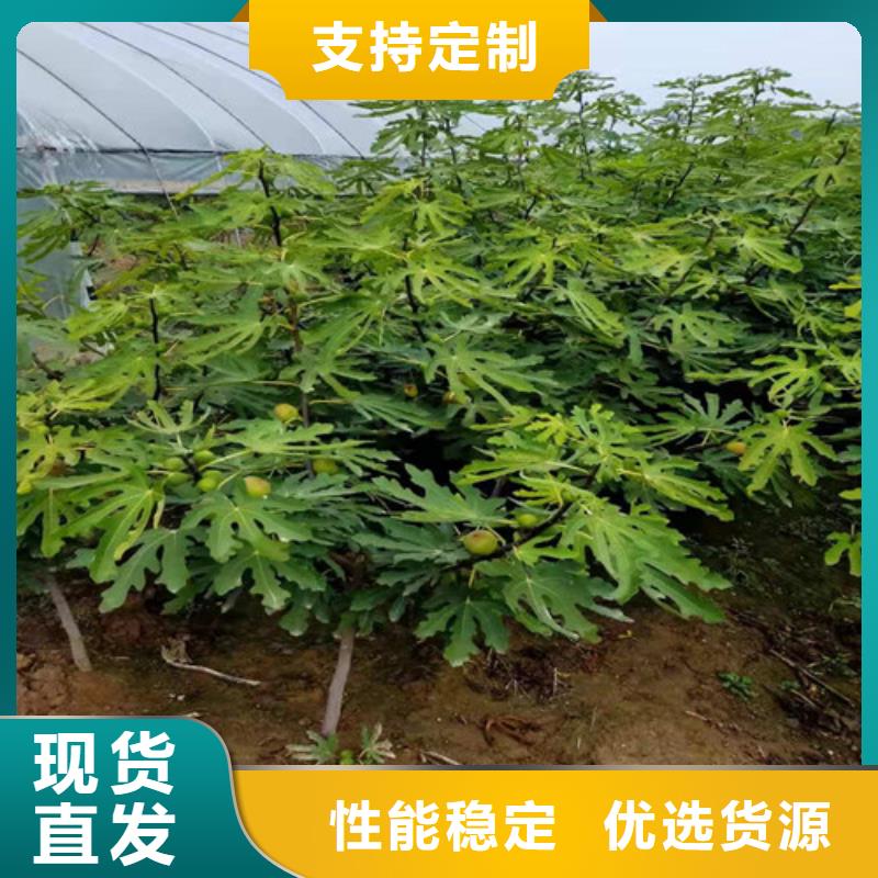 无花果大棚草莓苗好货直供