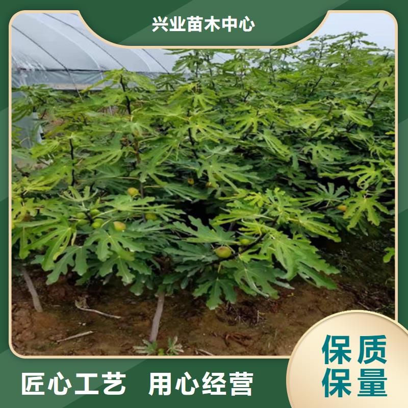 无花果苹果苗供货及时