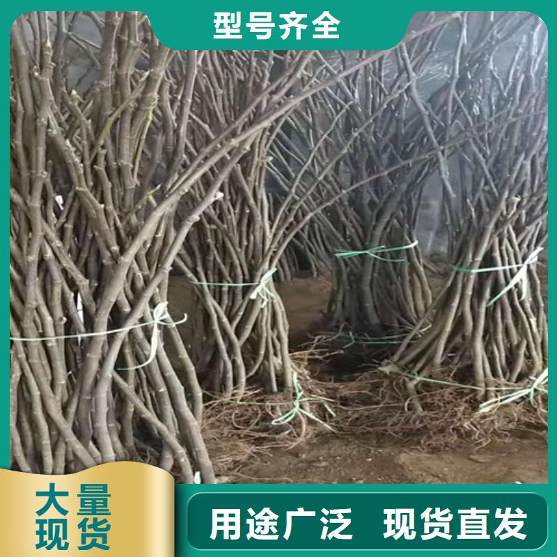 无花果葡萄苗好品质经得住考验