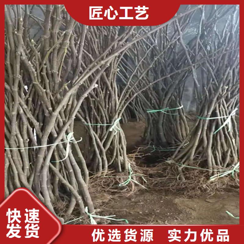 【无花果】红颜草莓苗主推产品