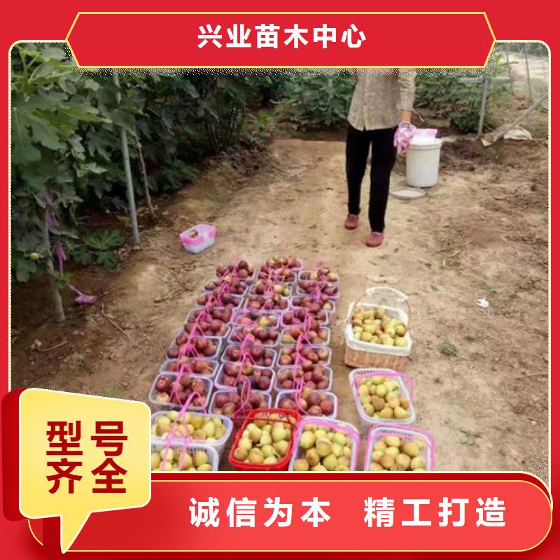 无花果苹果苗供货及时