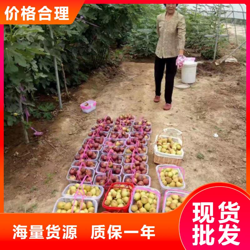 【无花果苹果树苗为品质而生产】