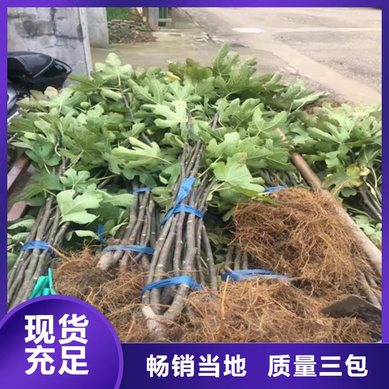 无花果苹果苗品质卓越