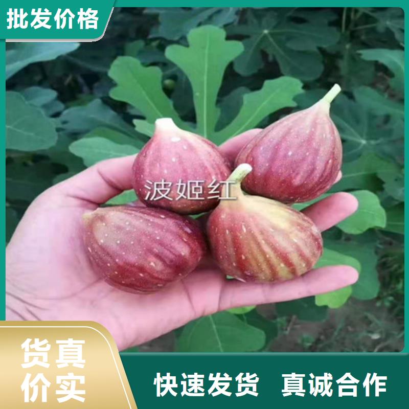 无花果,核桃苗应用范围广泛