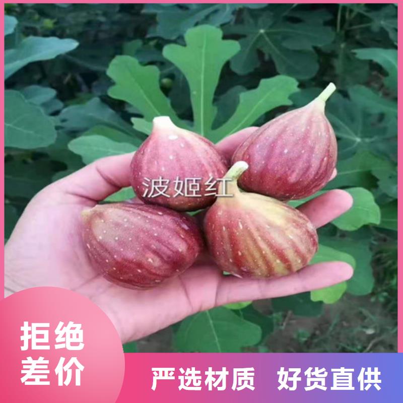 无花果苹果苗品质卓越