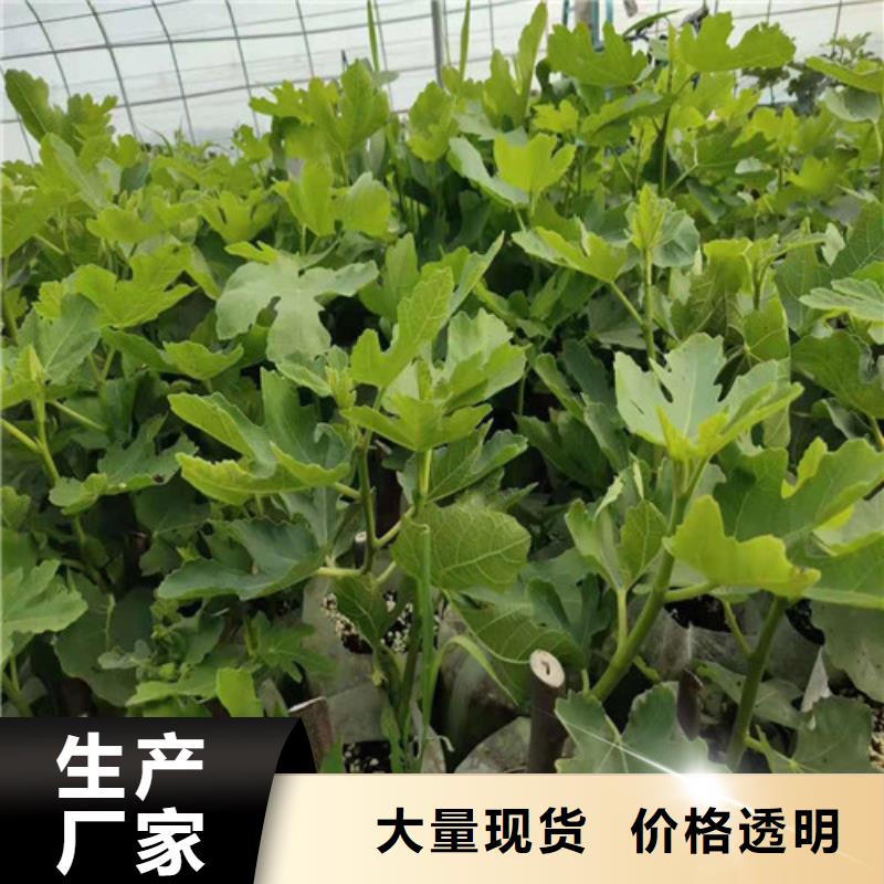 【无花果】红颜草莓苗主推产品