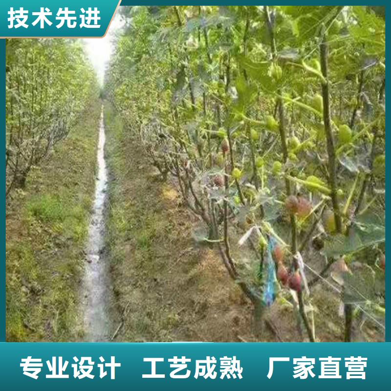 无花果苹果苗供货及时