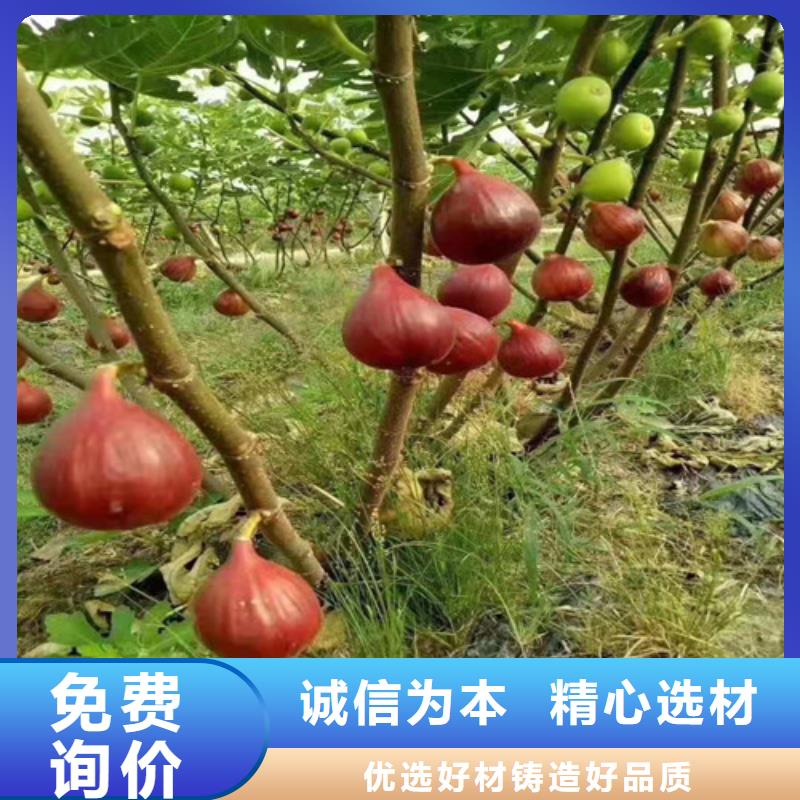 无花果,核桃苗应用范围广泛