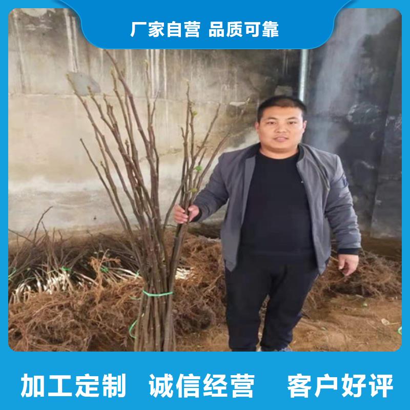 无花果无花果苗当地厂家值得信赖