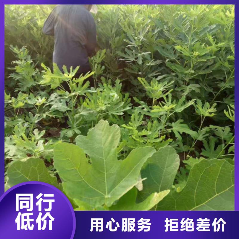 【无花果苹果树苗为品质而生产】