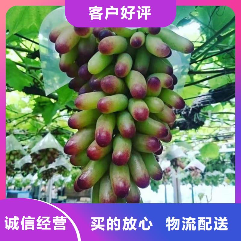 葡萄甜茶苗认准大品牌厂家