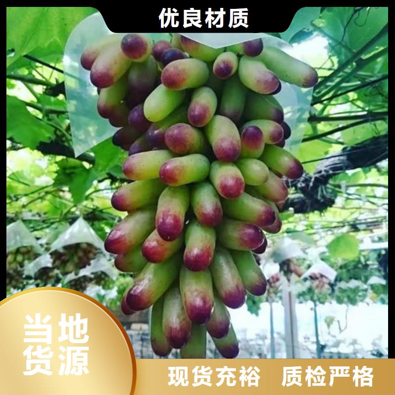 葡萄甜茶苗认准大品牌厂家