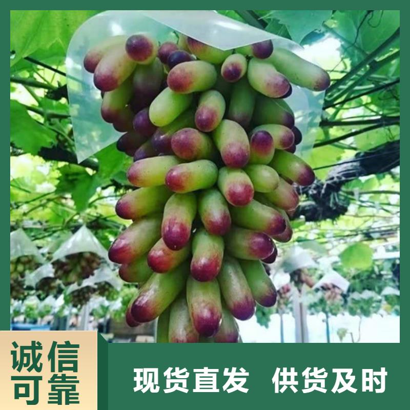 葡萄_葡萄苗大量现货