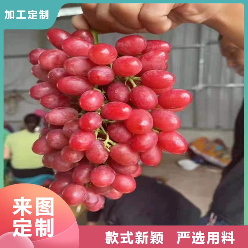 葡萄水蜜桃苗厂家直营