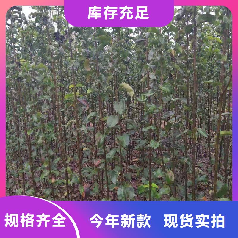 【梨】玉露香梨树苗专注细节使用放心