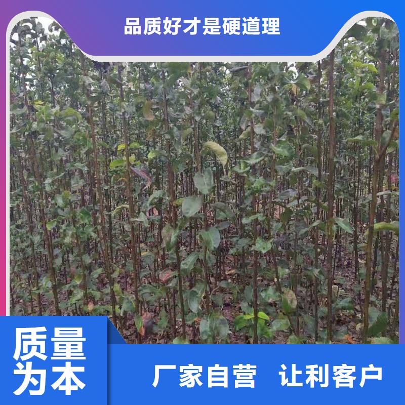 梨,杜梨苗服务始终如一