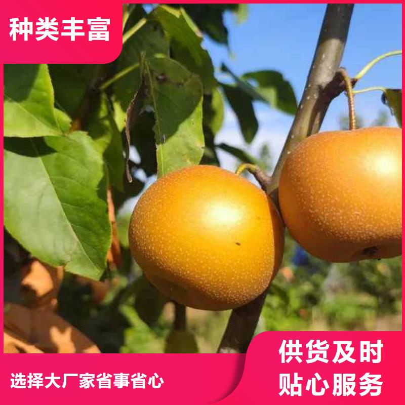 【梨】黄冠梨树苗质量上乘