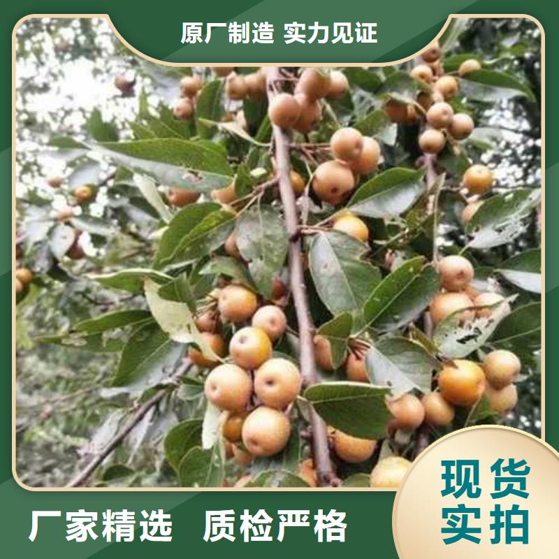 杜梨皇冠梨树苗适用范围广