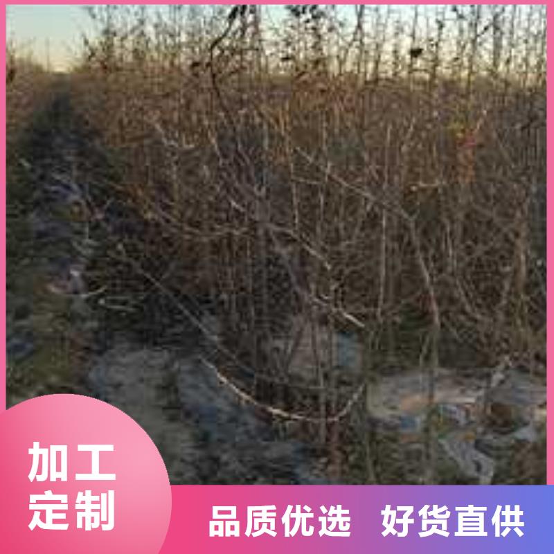 【杜梨毛桃苗价格地道】