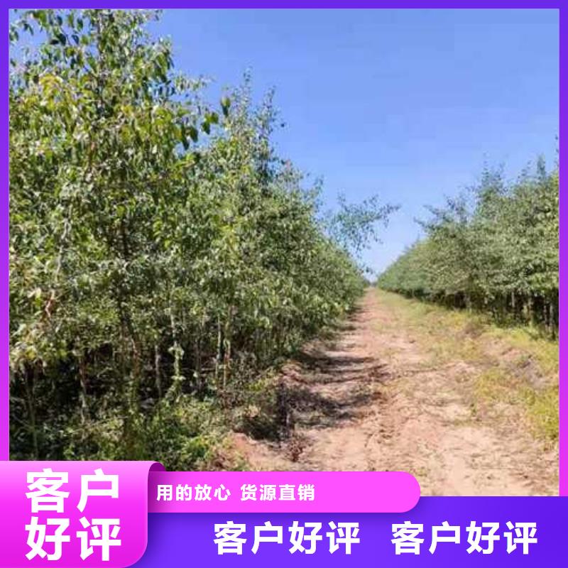 杜梨【皇冠梨树苗】优质原料