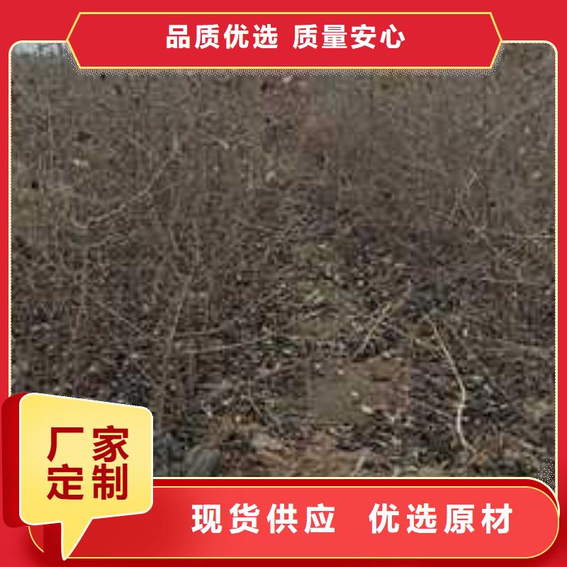 【杜梨】梨树苗基地货源稳定