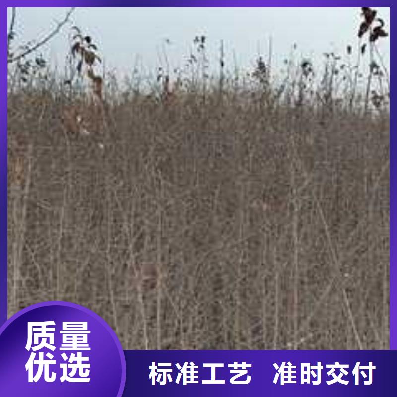 杜梨杜梨苗每个细节都严格把关