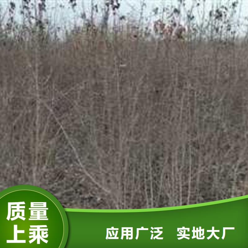 杜梨皇冠梨树苗适用范围广