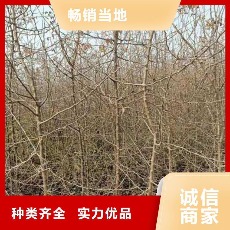 【杜梨】梨树苗基地货源稳定