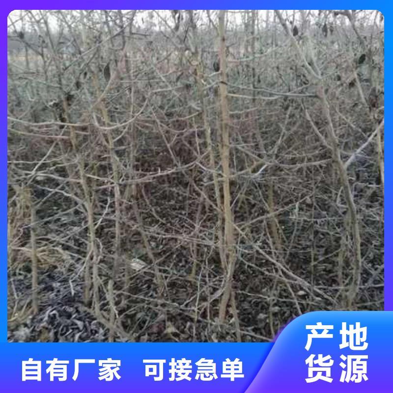 杜梨皇冠梨树苗售后无忧