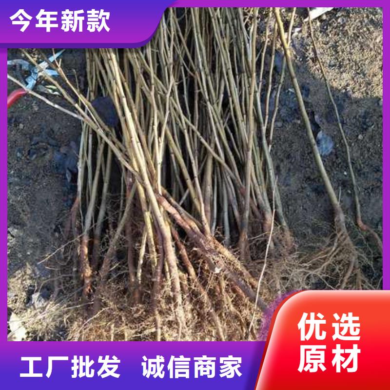 杜梨毛桃苗现货直供