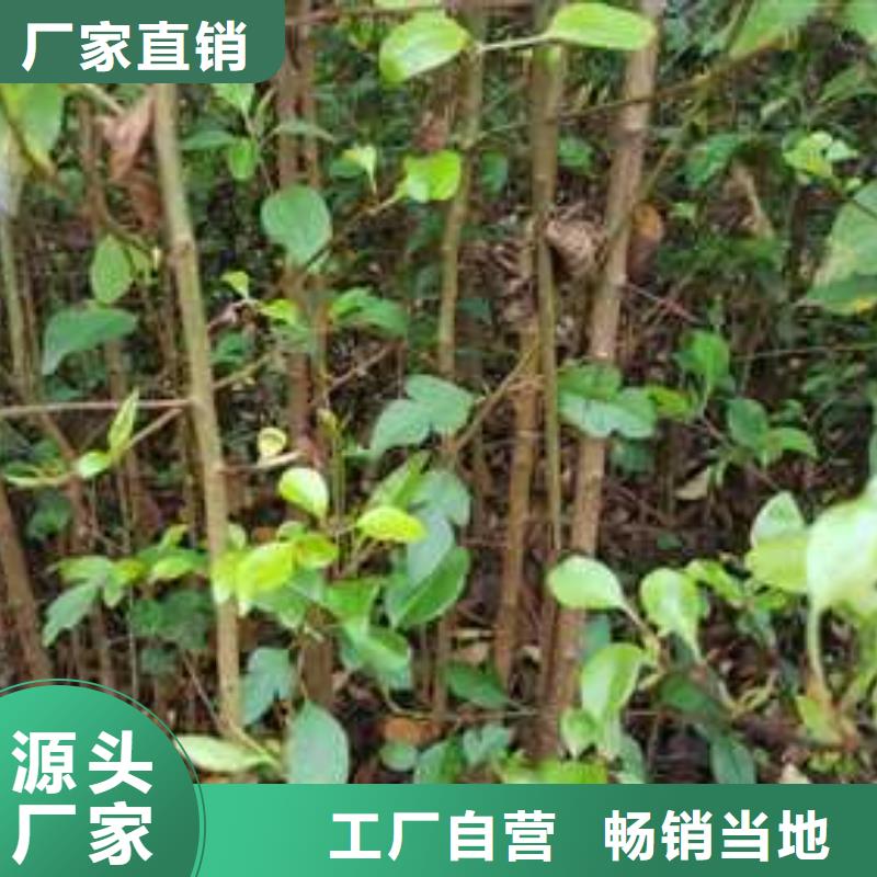 杜梨【杜梨苗】品质无所畏惧