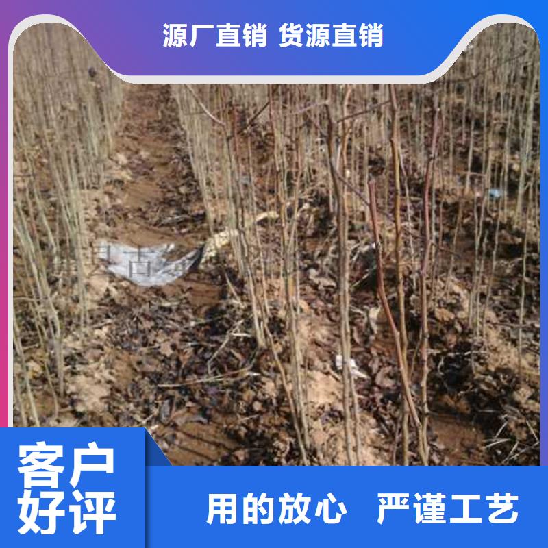 杜梨皇冠梨树苗售后无忧