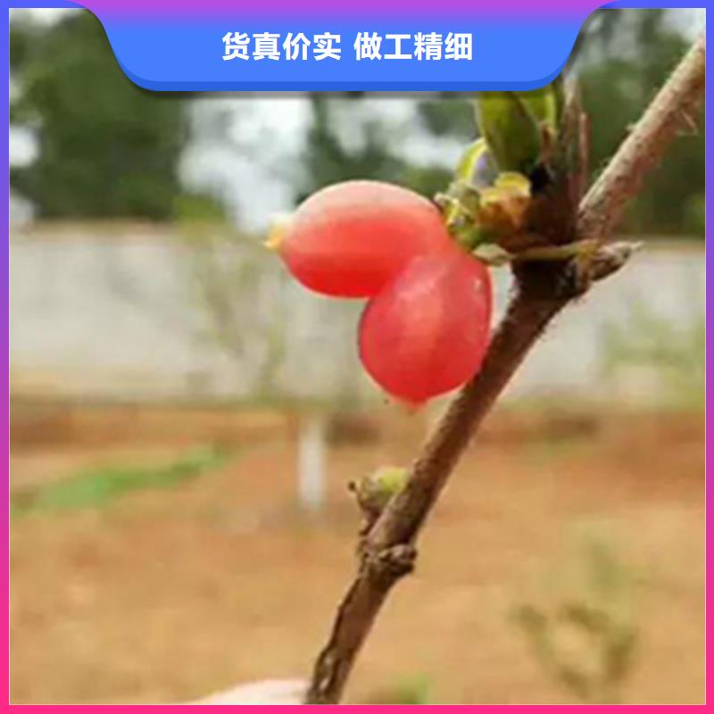 杈杷果_樱桃苗批发供应