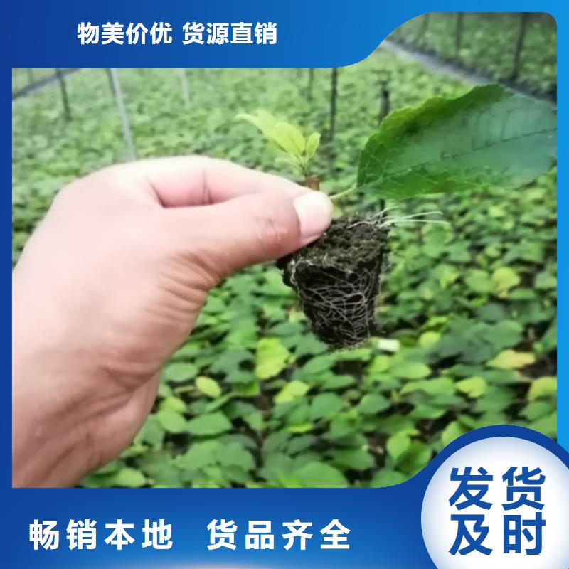 北美冬青苹果苗精工打造