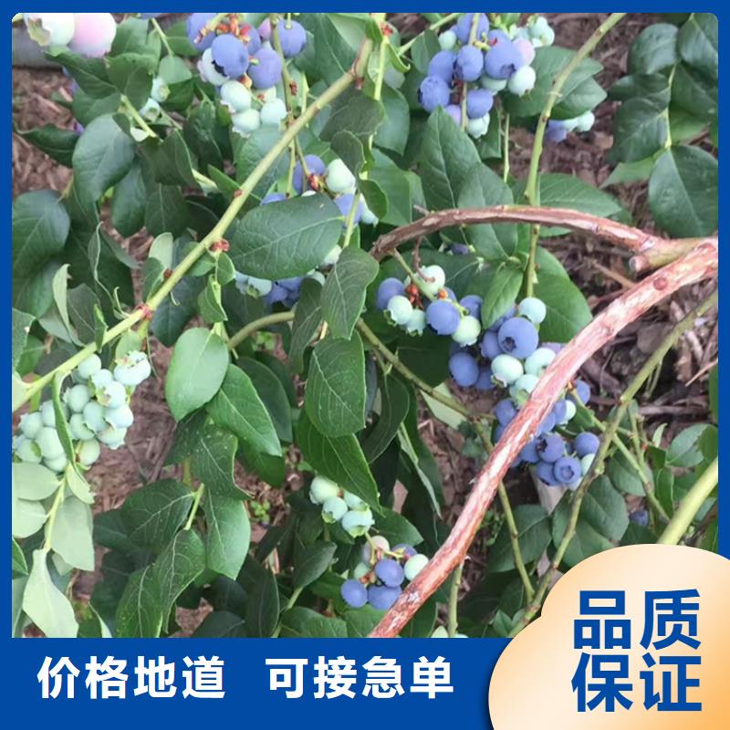 蓝莓苗石榴树同行低价