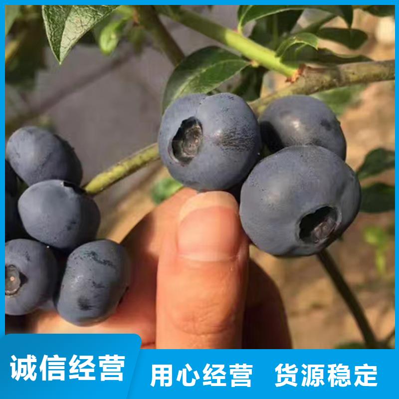 蓝莓苗黄瓜苗品质保障价格合理