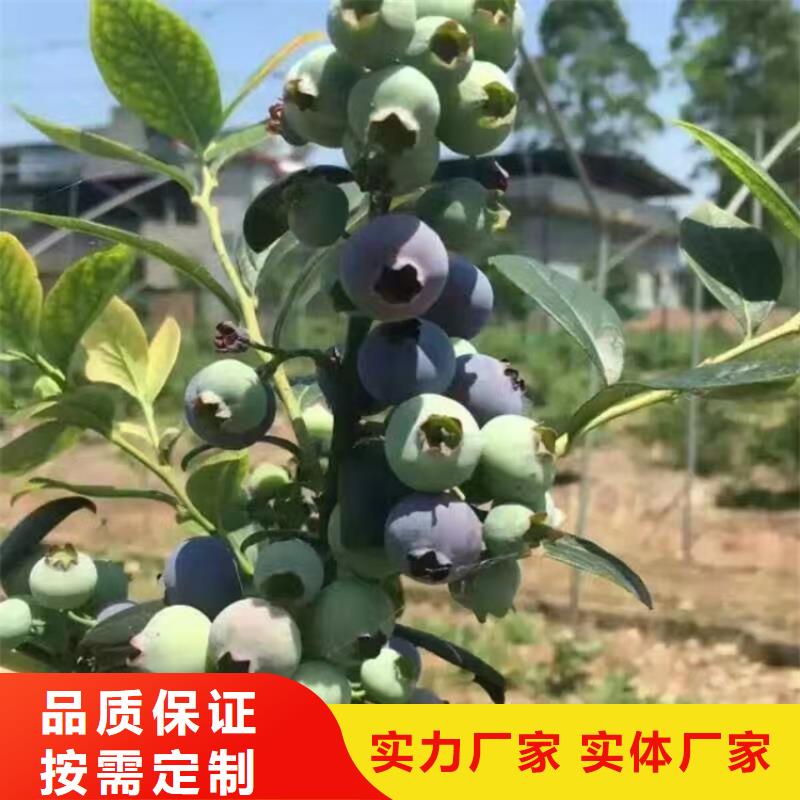 蓝莓苗黄瓜苗实力商家推荐