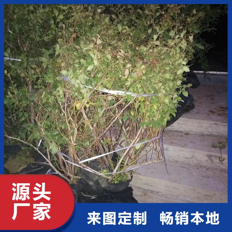 蓝莓苗桃树苗供应商