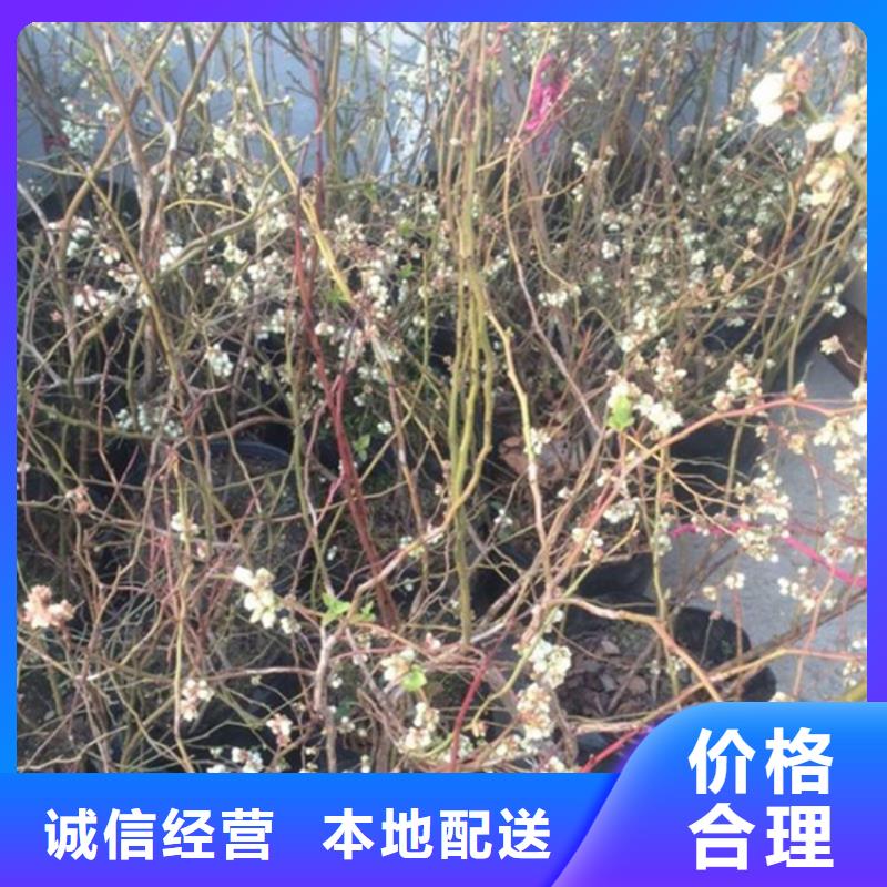 【蓝莓苗】-李树苗诚信商家