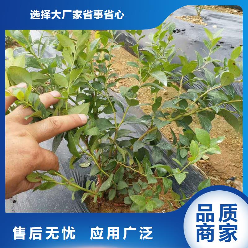 蓝莓苗黄瓜苗实力商家推荐