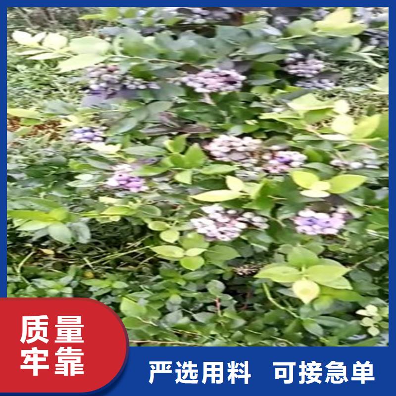 蓝莓苗石榴树同行低价