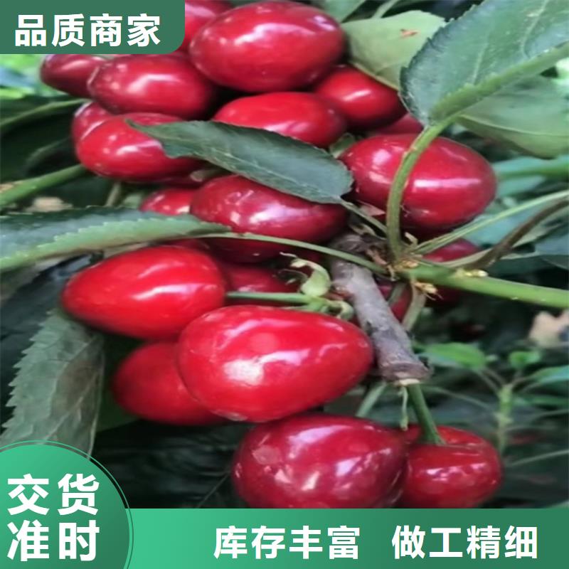 【樱桃,梨树苗厂家直销供货稳定】