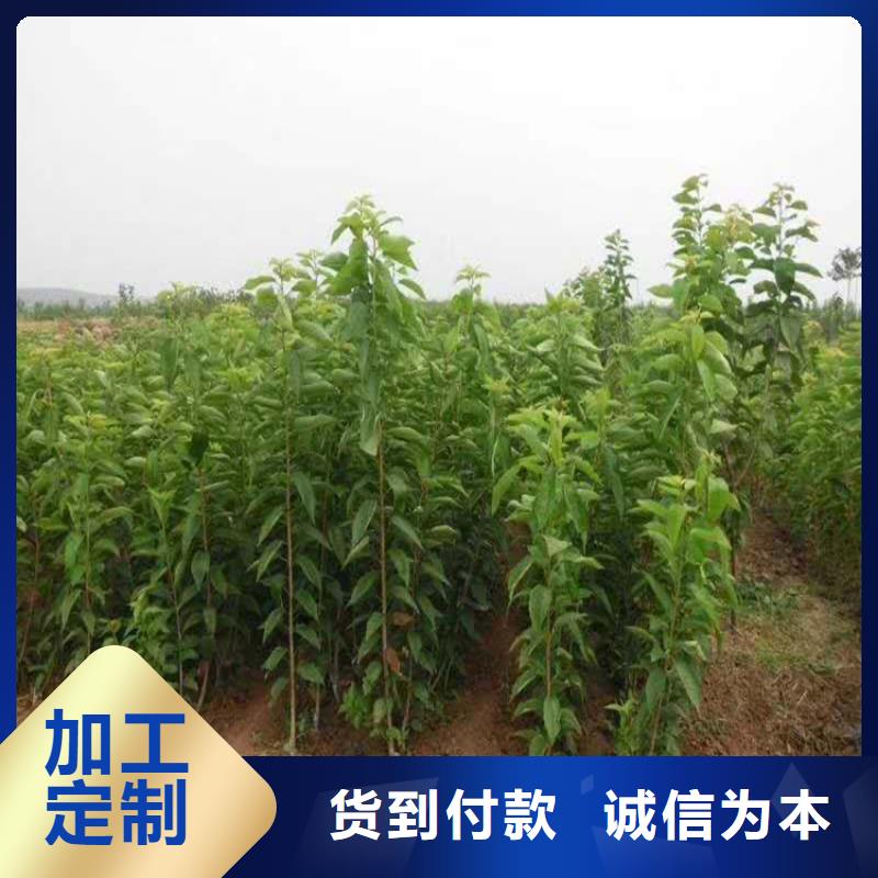 樱桃石榴树工程施工案例